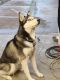 Siberian Husky Puppies for sale in Parma, OH, USA. price: NA