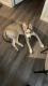Siberian Husky Puppies for sale in Fort Worth, TX, USA. price: $400