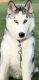 Siberian Husky Puppies for sale in Syracuse, UT, USA. price: NA