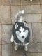 Siberian Husky Puppies for sale in Manchester, MO 63021, USA. price: NA