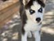 Siberian Husky Puppies for sale in Fowler, CA 93625, USA. price: NA