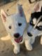 Siberian Husky Puppies for sale in Ladson, SC, USA. price: NA