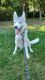 Siberian Husky Puppies for sale in Manassas, VA, USA. price: NA