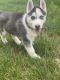 Siberian Husky Puppies for sale in Johnston, RI 02919, USA. price: NA