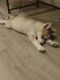 Siberian Husky Puppies for sale in Mesa, AZ 85213, USA. price: $4,805,770,000