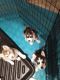 Siberian Husky Puppies for sale in Penn Run, PA 15765, USA. price: $500