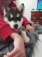 Siberian Husky Puppies for sale in North Ogden, UT, USA. price: $800