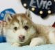 Siberian Husky Puppies for sale in Hesperia, CA 92345, USA. price: NA