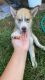 Siberian Husky Puppies for sale in Tyler, TX, USA. price: NA