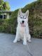 Siberian Husky Puppies for sale in Newark, CA 94560, USA. price: NA