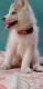Siberian Husky Puppies for sale in Stage 2, BTM 2nd Stage, Bengaluru, Karnataka, India. price: 32000 INR