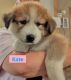 Siberian Husky Puppies for sale in Hesperia, MI 49421, USA. price: NA