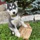 Siberian Husky Puppies for sale in Emmaus, PA 18049, USA. price: NA