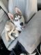 Siberian Husky Puppies for sale in Baltimore, MD, USA. price: $500