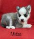 Siberian Husky Puppies for sale in Kansas City, MO, USA. price: NA