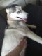 Siberian Husky Puppies for sale in Plainfield, CT 06374, USA. price: $800