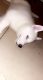 Siberian Husky Puppies for sale in 135 Schneider Dr, Fort Myers, FL 33905, USA. price: NA