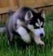 Siberian Husky Puppies for sale in Port St. Lucie-Fort Pierce, FL, FL, USA. price: NA