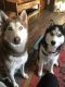 Siberian Husky Puppies for sale in Onalaska, WI 54650, USA. price: NA