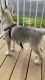 Siberian Husky Puppies for sale in Goshen, NY 10924, USA. price: NA