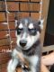 Siberian Husky Puppies for sale in Oxford, MS 38655, USA. price: $800