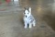 Siberian Husky Puppies for sale in Grand Rapids, MI, USA. price: NA