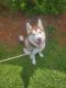 Siberian Husky Puppies for sale in Middleburg, FL 32068, USA. price: $600