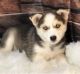 Siberian Husky Puppies for sale in North Richland Hills, TX, USA. price: NA