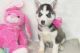 Siberian Husky Puppies for sale in Harrisburg, PA, USA. price: NA