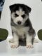 Siberian Husky Puppies for sale in Nashville, TN, USA. price: NA