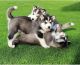 Siberian Husky Puppies for sale in Florida A1A, Miami, FL, USA. price: NA