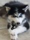 Siberian Husky Puppies for sale in Queen Creek, AZ 85143, USA. price: NA