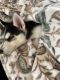 Siberian Husky Puppies for sale in Portland, OR 97201, USA. price: $800