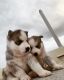 Siberian Husky Puppies for sale in Vidyaranyapura, Bengaluru, Karnataka, India. price: 60000 INR
