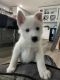 Siberian Husky Puppies for sale in Kalamazoo, MI 49006, USA. price: NA