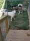 Siberian Husky Puppies for sale in Caryville, TN, USA. price: $400