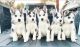 Siberian Husky Puppies for sale in Santa Ana, CA 92701, USA. price: $600