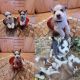 Siberian Husky Puppies for sale in Tacoma, WA, USA. price: $1,500