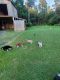 Siberian Husky Puppies for sale in West Point, VA 23181, USA. price: $1
