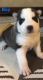 Siberian Husky Puppies for sale in Dalton, GA 30721, USA. price: NA