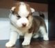 Siberian Husky Puppies for sale in Indore, Madhya Pradesh, India. price: 55000 INR