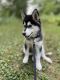 Siberian Husky Puppies for sale in 6415 55th St N, Oakdale, MN 55128, USA. price: NA