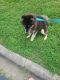 Siberian Husky Puppies for sale in Raleigh, NC 27609, USA. price: $850