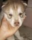 Siberian Husky Puppies for sale in Malleshwara, Bengaluru, Karnataka, India. price: 32000 INR