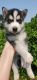 Siberian Husky Puppies for sale in Collinsville, IL 62234, USA. price: NA