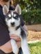 Siberian Husky Puppies for sale in Eugene, OR, USA. price: $900