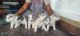Siberian Husky Puppies for sale in Banashankari, Bengaluru, Karnataka, India. price: 35000 INR