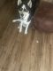 Siberian Husky Puppies for sale in Hurst, TX, USA. price: $600
