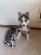 Siberian Husky Puppies for sale in Westminster, CO 80030, USA. price: NA