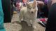 Siberian Husky Puppies for sale in Norman, OK, USA. price: NA